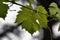 Grapevine. Green shrub and close-up on a leaf in the rain