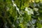 Grapevine. Green shrub and close-up on a leaf in the rain