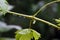 Grapevine. Green shrub and close-up on a leaf in the rain