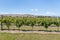 Grapevine growing in vineyard in summertime
