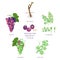 Grapevine growth infographic elements isolated on white, flat design set. Planting process of grape from seeds, bud