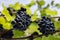 Grapevine with hanging bunches of red grape.