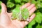 Grapevine infected by mildew grapevine disease. A grape`s leaf with white downy fungal on the underside of the leaf