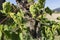 Grapevine infected by phylloxera parasite in vineyard