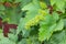 Grapevine inflorescence and green leaves in budding and flowering stage