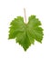 Grapevine Leaf