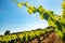 Grapevine leaves in vineyard against blue sky.