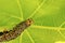 Grapevine Moth Caterpillar