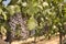 Grapevine in Napa Valley, California