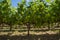 Grapevine in Napa Valley California