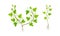 Grapevine plant growing set. Young vine seedling with green leaves and root vector illustration