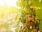 Grapevine plant and ripe bunch of grapes in vineyard