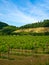 Grapevine plants in a vineyard