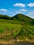 Grapevine plants in a vineyard