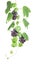 Grapevine with red grapes isolated