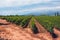 Grapevine rows at a vineyard estate in Mendoza, Argentina, with Andes Mountains in the background.