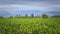 Grapevine rows at a vineyard estate in Mendoza, Argentina, with Andes Mountains in the background. Wine industry background.