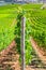 Grapevine rows in vineyards green fields landscape with grape trellis on hills in river Rhine Valley