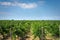 Grapevine rows at a winery estate in Mendoza, Argentina. Agricultural activity, wine making background.