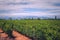 Grapevine rows at a winery estate in Mendoza, Argentina, with Andes Mountains in the background.