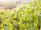 Grapevine in Setubal wine region in Portugal