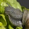 Grapevine snail closeup