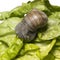 Grapevine snail at feed