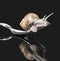 Grapevine snail on fork