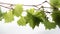 Grapevine Tendrils and Leaves on White Background