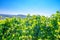 Grapevine trees on trellis with grapes and leaves in vineyards green fields on hills in river Rhine Valley