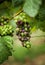 Grapevine with unripe green and blue grapes. German vineyard