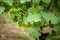 Grapevine with unripe green and blue grapes. German vineyard