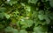 Grapevine with unripe green and blue grapes. German vineyard