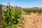 Grapevine in Vineyard in Ensenada, Mexico with Mountains