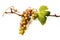 Grapevine On White Background. Generative AI