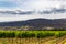 Grapevine in the wine country on a farm with the backdrop of the Southern Alps, in Wanaka, Otago, South Island, New Zealand