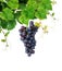 Grapevine with wine grape cluster