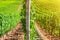 Grapevine wooden pole and rows of vineyards green fields landscape with grape trellis on river Rhine Valley