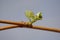 Grapevine, young leaves grapes after pruning in autumn and spring.