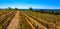 Grapevines with a blue sky