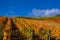 Grapevines with brightly colored autumn leaves in the sunshine