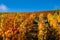 Grapevines with brightly colored autumn leaves in the sunshine