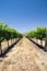 Grapevines in California drought