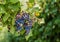 Grapevines on the grapevine