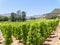 Grapevines growing in neat rows on a vineyard near Franschhoek