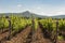 Grapevines and Hills in Tuscany