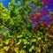 Grapevines isolated on transparent background - Generative AI