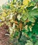 Grapevines should be planted in early spring season