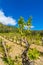 Grapevines in spring with young grapes and tendrils in blue sky,