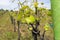 Grapevines sprouting leaves in a vineyard